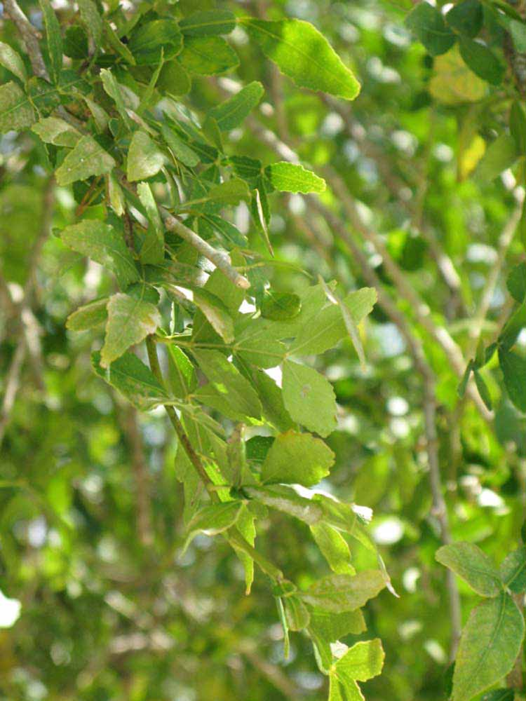              Shade leaves (Winter Haven, FL)       